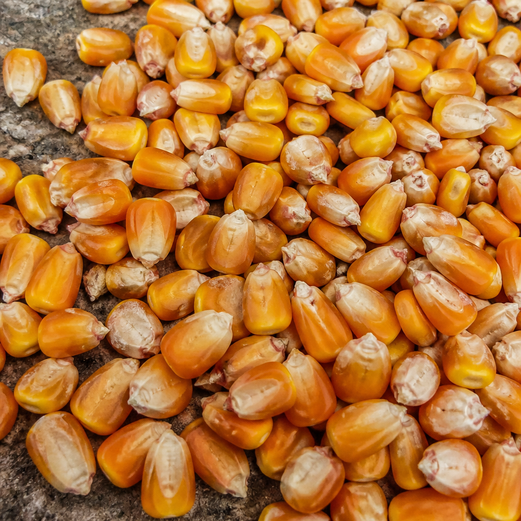 Maize Fodder Seed